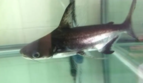 成吉思汗鲨不吃东西（成吉思汗鲨喂什么长得快）