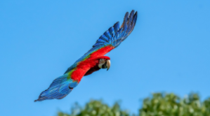 体型最大的鹦鹉叫什么（虎皮鹦鹉体重对照表）