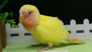 牡丹鹦鹉的是什么品种（牡丹鹦鹉怎么叫）