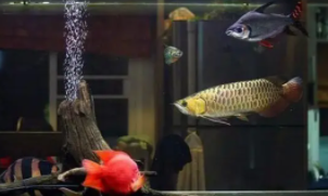 60缸只养一条霸气的鱼好吗（一个缸可以养几条龙鱼）