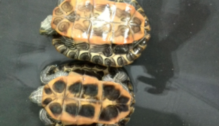 龟流血了怎么办（怎么知道乌龟怀孕了）