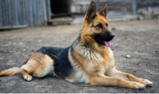 德牧适合新手女生养吗（不训练的德牧护主吗）