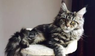 缅因猫是俄罗斯的还是美国的（俄罗斯猫西伯利亚猫）