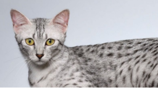 萨凡纳猫有什么特点（萨凡纳猫体型）