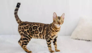 孟加拉豹猫的外形特征（孟加拉豹猫品相）