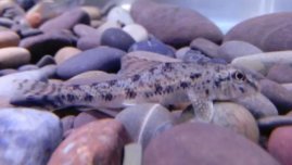 斑点狗鱼是什么鱼（白斑狗鱼产卵期时间）