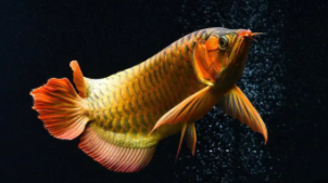 最大的观赏鱼（推荐几种大型观赏鱼）