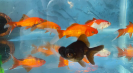 巨型观赏鱼（经典观赏鱼300种）