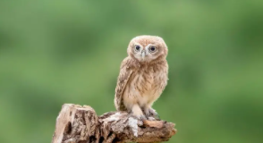 鸮是什么鸟类（猫头鹰古代叫什么）