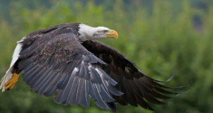 守护神是鹰代表什么（鹰是哪个国家的象征）