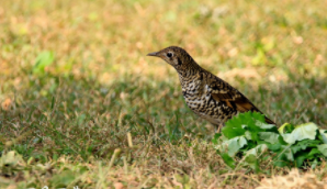 怀氏虎鸫与虎斑地鸫区别（虎斑地鸫是吉祥鸟吗）