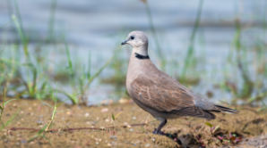 虎斑地鸫迁徙吗（斑鸠什么时候迁徙到南方）