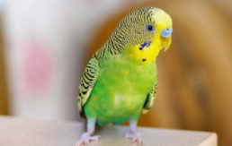 鹦鹉长期不洗澡会怎样虎皮（玄凤和虎皮鹦鹉可以一起养吗）