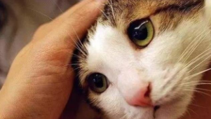 猫让摸哪里代表信任你（猫咪讨厌你的表现）