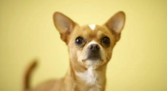 吉娃娃狗粮吃多少（吉娃娃一个月吃多少斤狗粮）