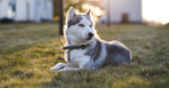 哈士奇狗粮什么牌子好一点（哈士奇不好好吃狗粮怎么办）