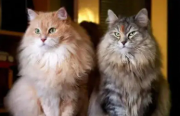 西伯利亚森林猫和挪威森林猫哪个更聪明（西伯利亚森林猫与缅因猫的区别）