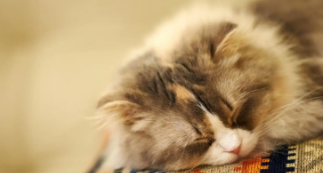 猫取名招财又吉利的名字（给猫咪取什么名字招财）