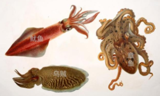 鱿鱼是章鱼的一种吗（乌贼是章鱼的一种吗）