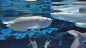 银龙鱼喂什么食最好（银龙鱼吃面包虫吗）