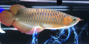 龙鱼不吃食的几种原因（龙鱼趴缸底的最佳治疗）