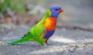 吸蜜鹦鹉鹿顶客和彩虹区别（彩虹吸蜜鹦鹉多少一只入手）