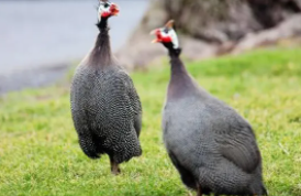 珍珠鸡和普通鸡的区别（珍珠鸡和普通土鸡哪个好）