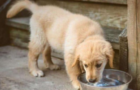 幼犬吃撑了怎样急救能喝水吗（幼犬撑到了是什么反应）