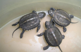 草龟正确过冬方法（草龟苗能自然过冬吗）