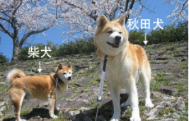 秋田犬攻击性强吗（柴犬与秋田犬的区别）