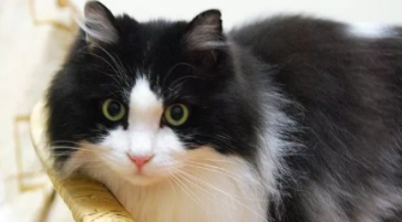 世界上智商最高的猫十大排名（世界上最聪明的猫前十名）