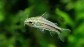 小精灵鱼吸鱼（小精灵鱼最低生存温度）