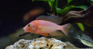 三湖慈鲷马鲷品种大全（三湖慈鲷漂亮排行）