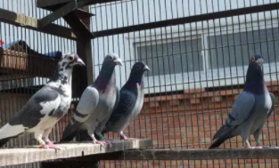 信鸽训放200公里几天能恢复（鸽子训放最迟几天回来）