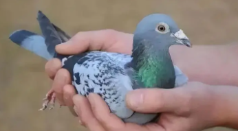 中国最贵十个鸽子（40种鸽子种类区别）