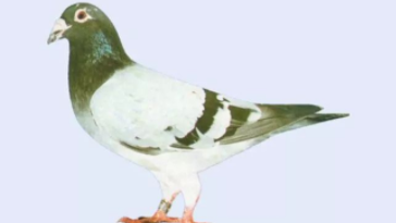 世界上最美的鸽子品种（中国最贵十个鸽子）