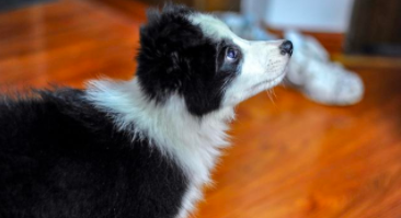 边牧一生认几个主人（边牧几年就开始变凶咬人）