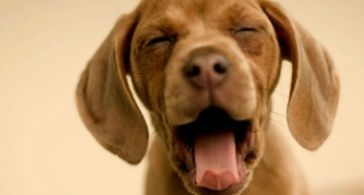 狗狗身上有臭味的原因及解决方法（狗狗身上怎么会有臭味是什么原因）