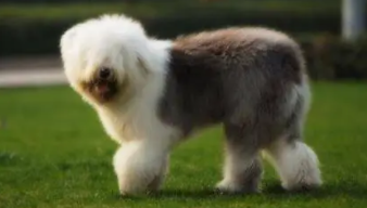 养古牧犬多少钱一个月?（古牧认主人一家还是一个）