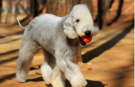 牛梗犬是什么狗（贝灵顿犬是什么犬种）