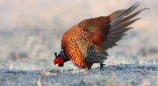 打猎的狗咬死的野鸡可以吃吗（狗咬住鸡子还能吃鸡肉吗）