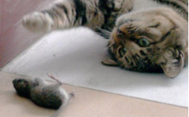 猫吃老鼠是天性吗（猫吃老鼠是先天性还是后天性）