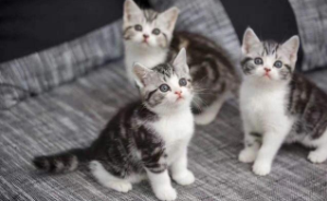 美短是虎斑猫吗（虎斑猫和美短是一个品种吗）