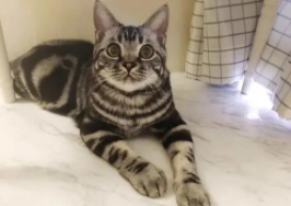 银虎斑猫好养吗（虎斑和银渐层哪个好养）