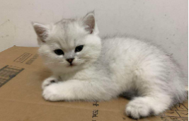 银渐层和虎斑哪个值钱（虎斑银渐层算是银渐层吗）