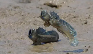 滩涂鱼与弹涂鱼的区别（弹跳鳚和弹涂鱼）