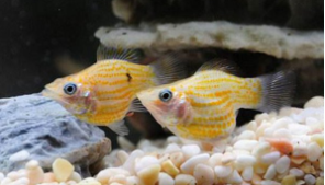 十大适合新手养的热带鱼（新手混养鱼最佳搭配）