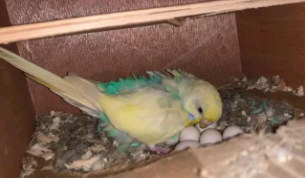 让鹦鹉快速下蛋的诀窍（鹦鹉一般在几月份下蛋）