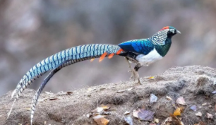 白腹锦鸡的外形特征（白腹锦鸡有多大）