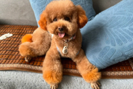 什么宠物狗最好养又听话又干净又长不大（什么宠物狗长不大可爱）